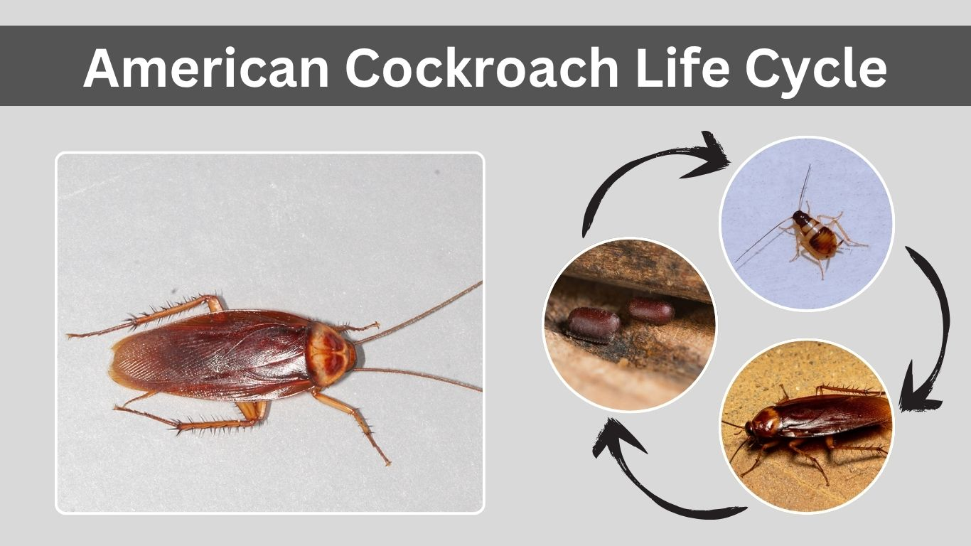 American Cockroach Life Cycle: Egg, Nymph, and Adult  Stage 