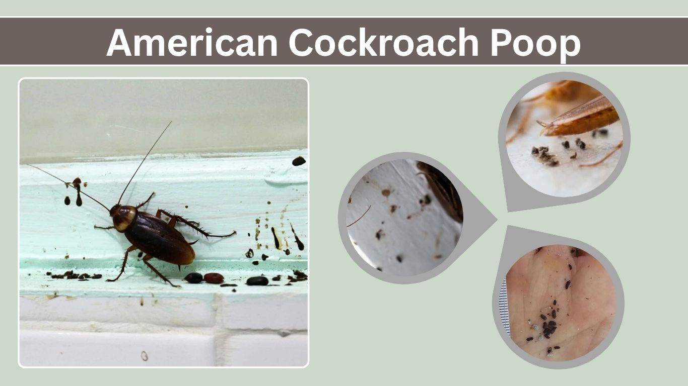American Cockroach Poop: Identification, Risks, and Prevention