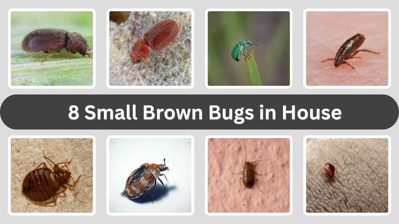 8 Small Brown Bugs in House and How to Identify Them