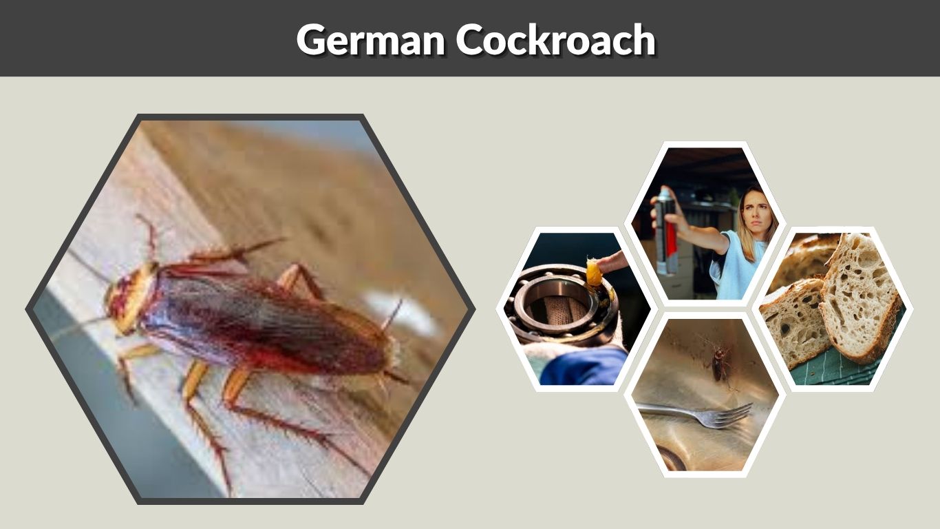 German Cockroach: Signs, Risks, and How to Get Rid