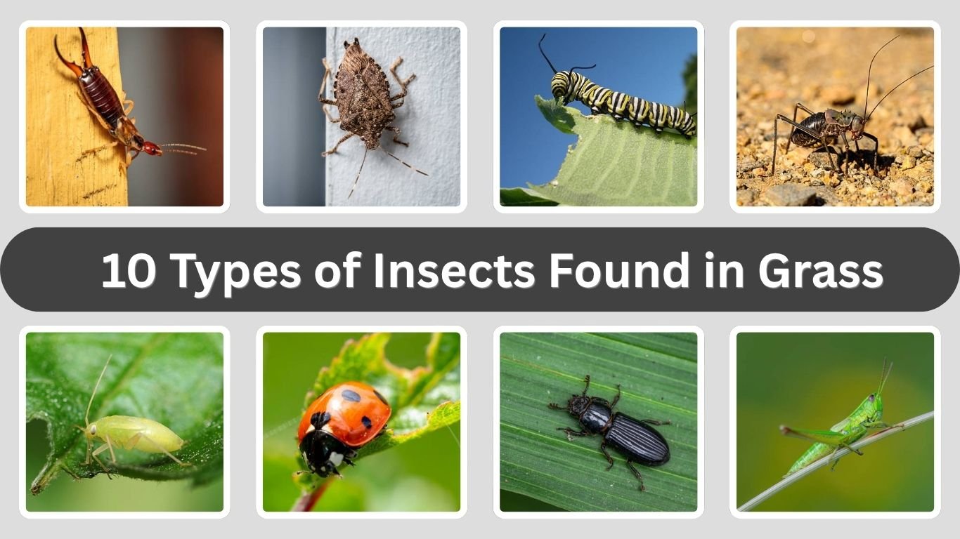10 Types of Insects Found in Grass: Identification with Pictures 