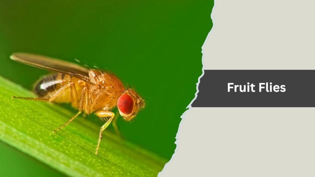 Fruit Flies