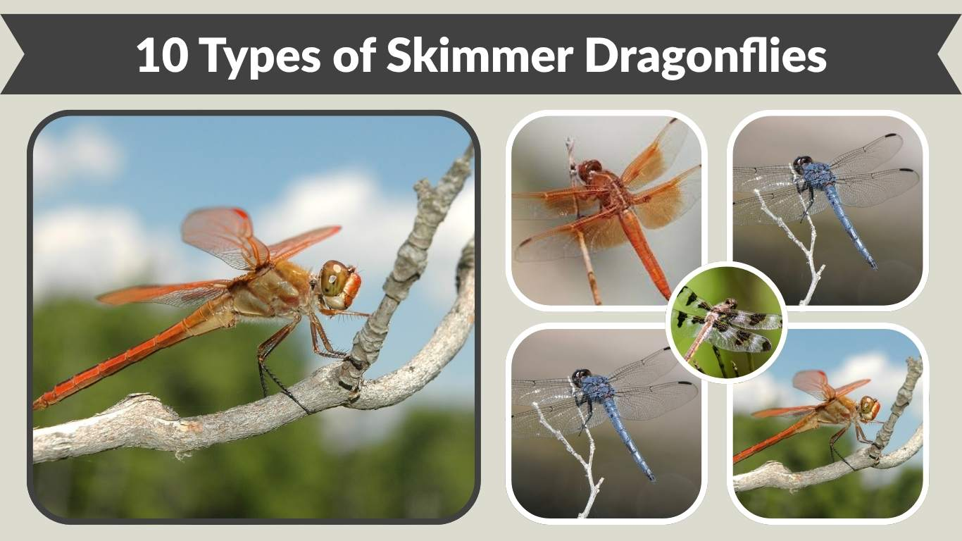 10 Types of Skimmer Dragonflies: Identification with Pictures