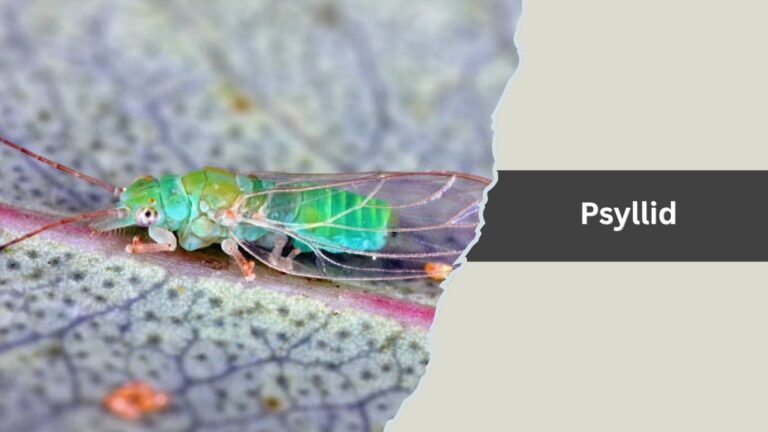 14 Types of Tiny Jumping Insects : Identification with Pictures