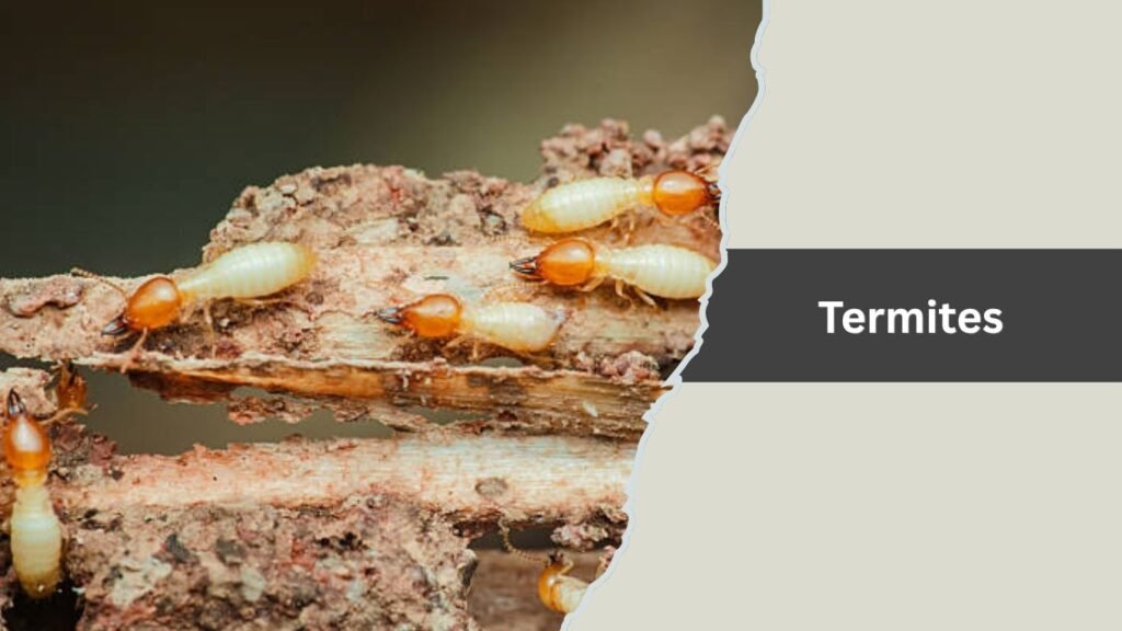 Termites