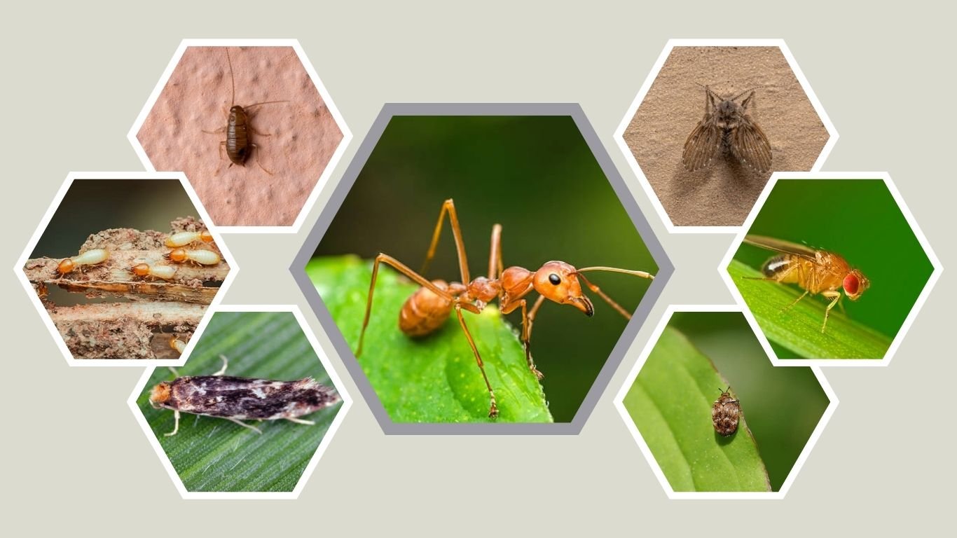 17 Types of Tiny Bugs in House and How to Identify Them