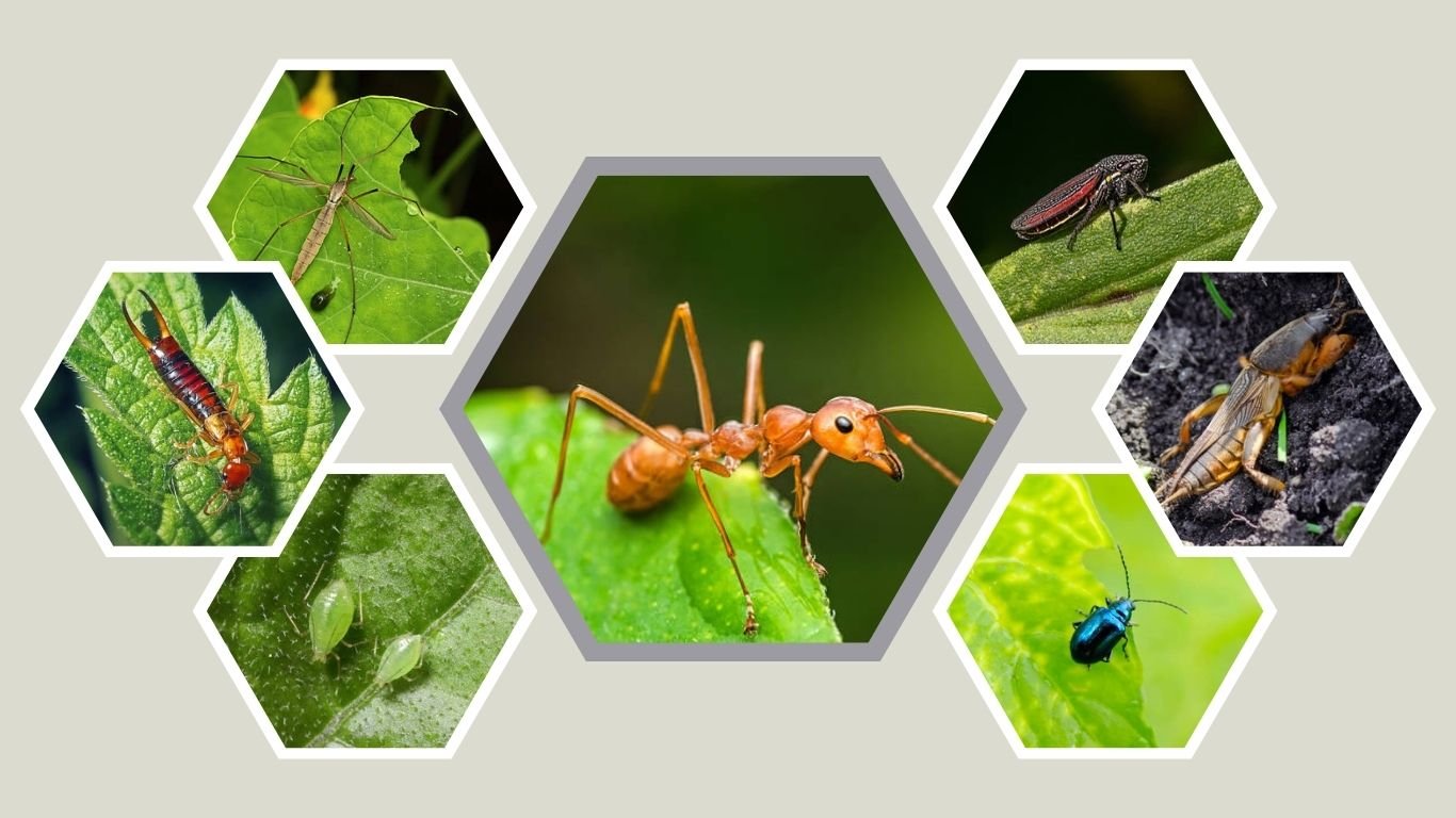 13 Types of Lawn Bugs: Different Species Identification 
