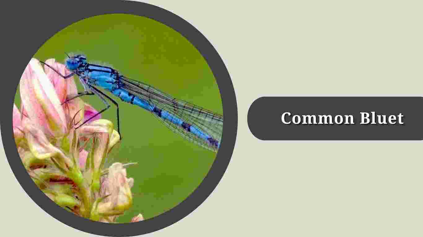 10 Types of Bluet Damselfly's: Species Identification & Pictures