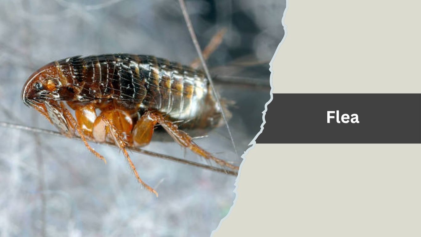 Jumping Insect Bug 14 Types of Tiny Jumping Insects : Identification with Pictures