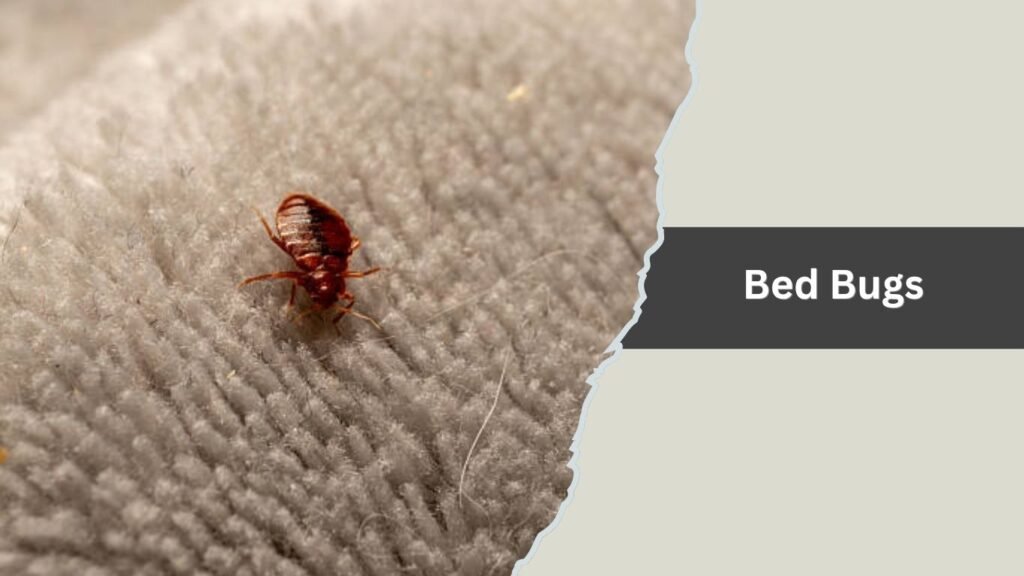 Bed Bugs