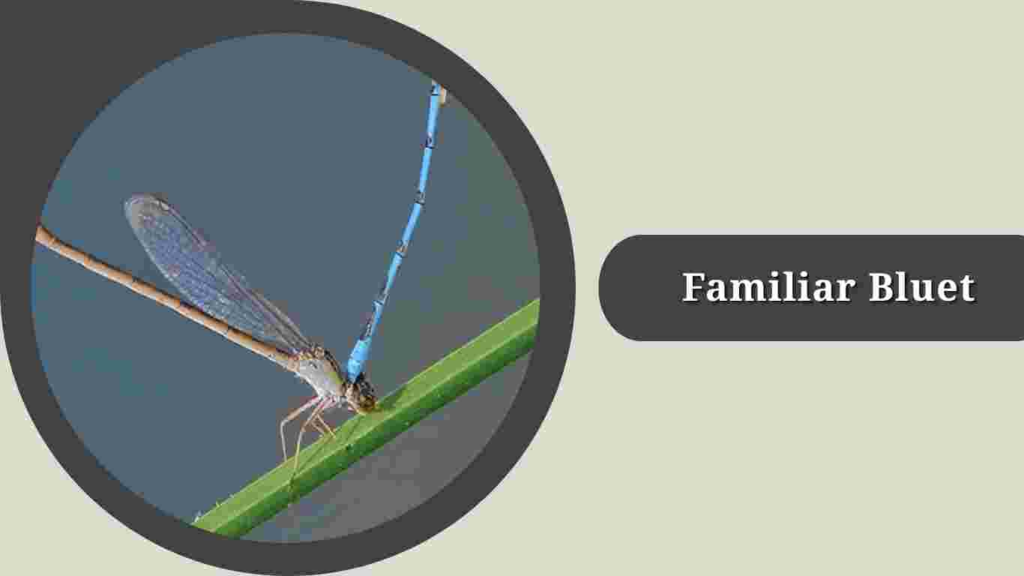 Familiar Bluet