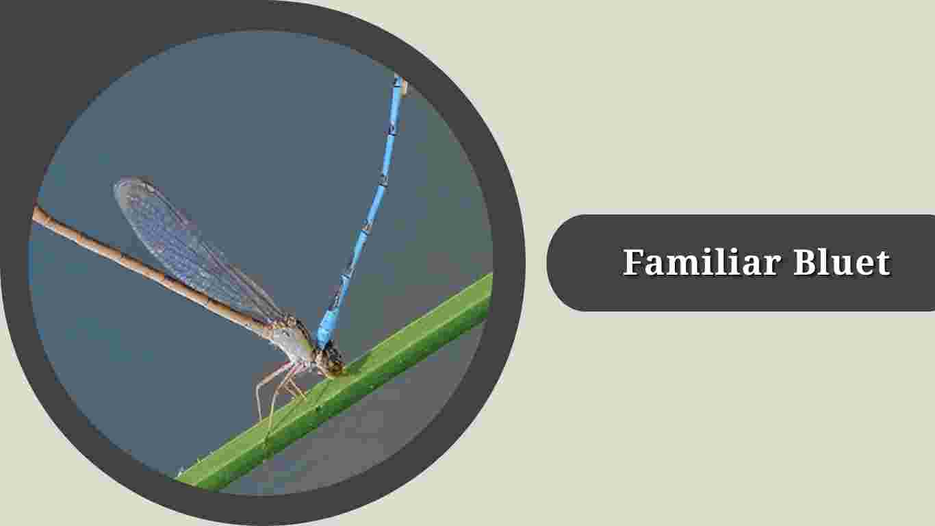 10 Types of Bluet Damselfly's: Species Identification & Pictures