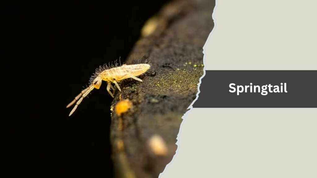 Springtail