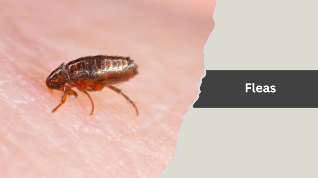Fleas