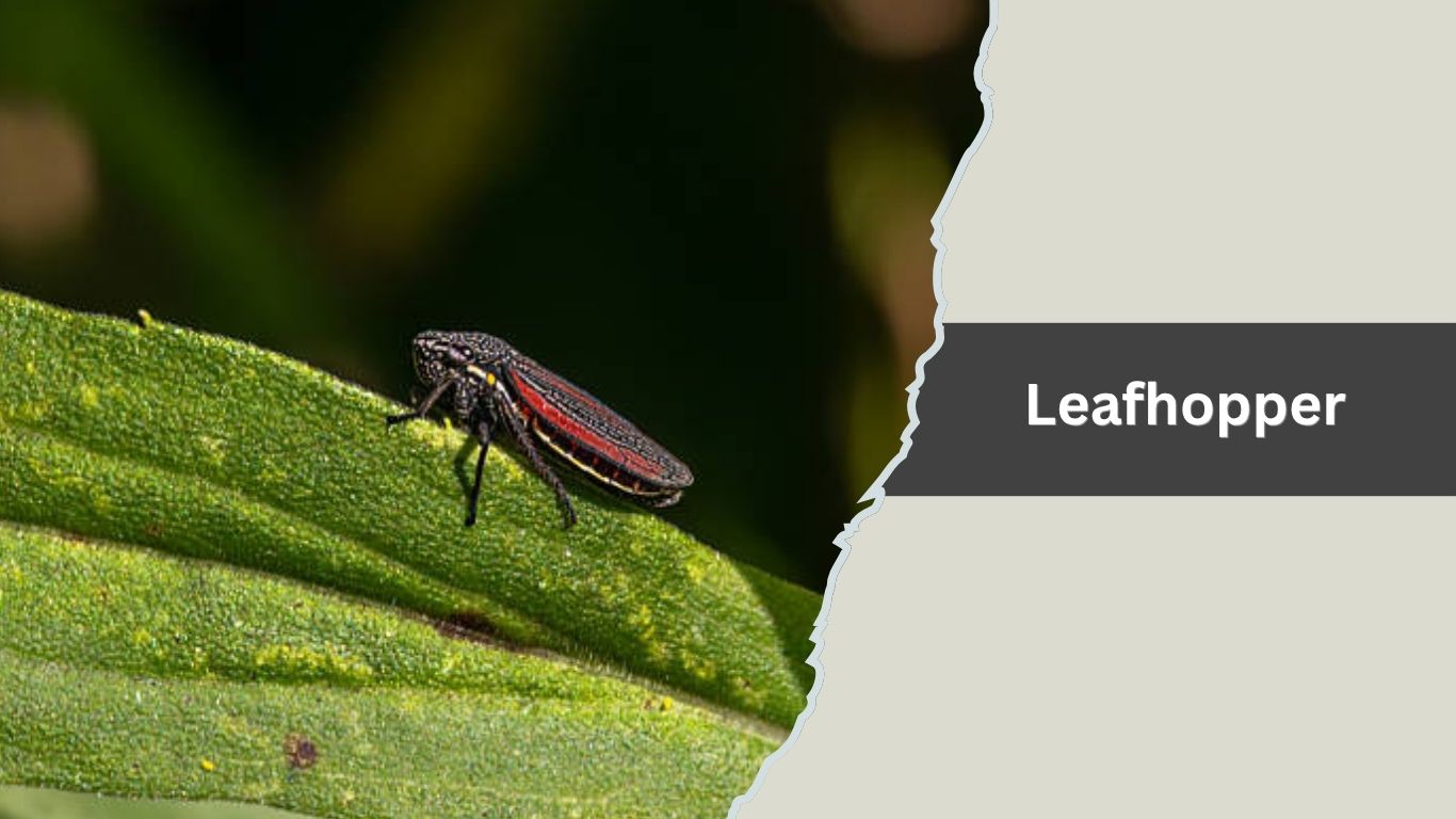 Long Fast Moving Insect 14 Types of Tiny Jumping Insects : Identification with Pictures