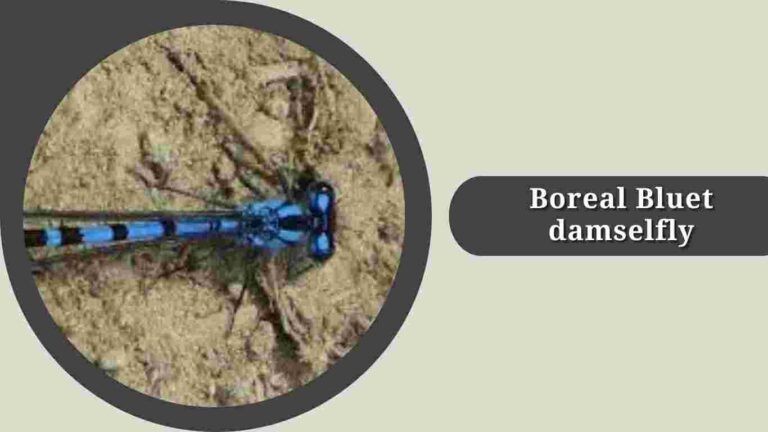 10 Types of Bluet Damselfly's: Species Identification & Pictures