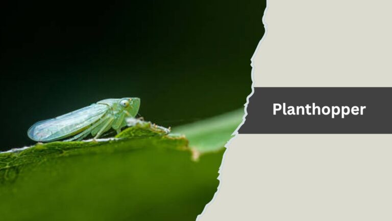 14 Types of Tiny Jumping Insects : Identification with Pictures