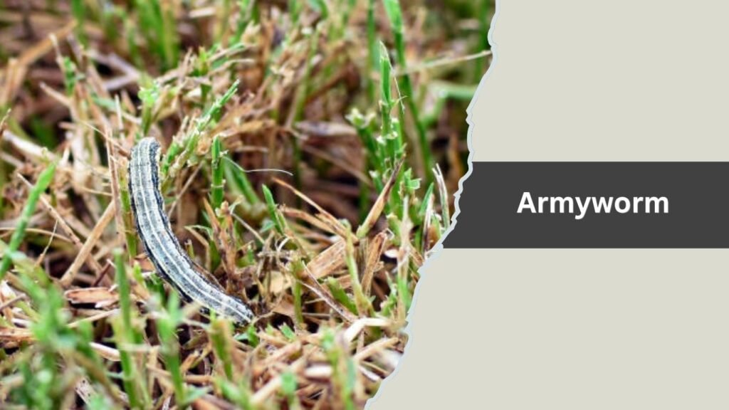 Armyworm