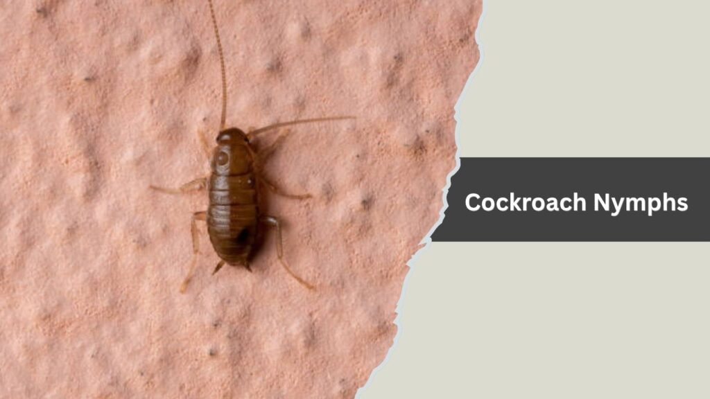 Cockroach Nymphs