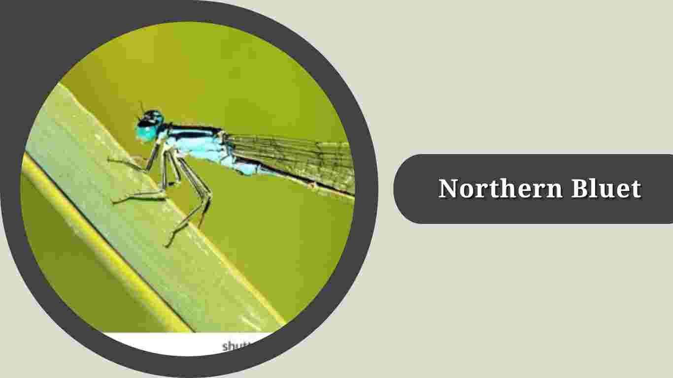 10 Types of Bluet Damselfly's: Species Identification & Pictures