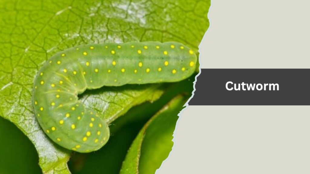  Cutworm
