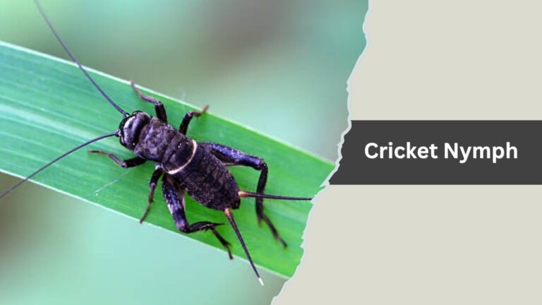 14 Types of Tiny Jumping Insects : Identification with Pictures