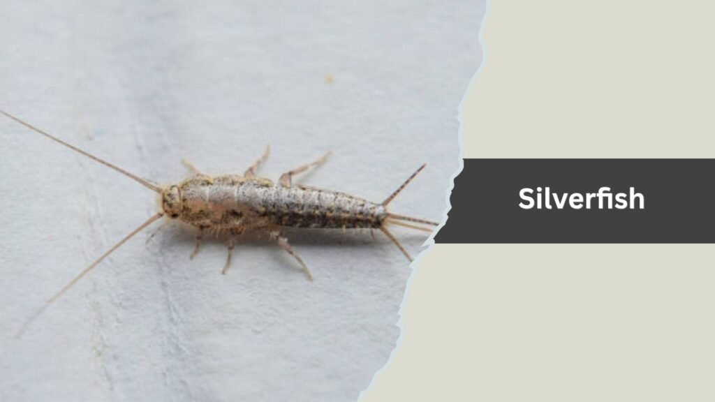 Silverfish