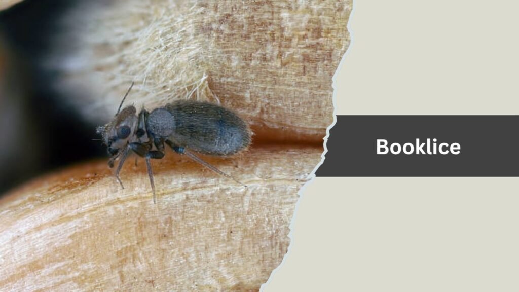 Booklice