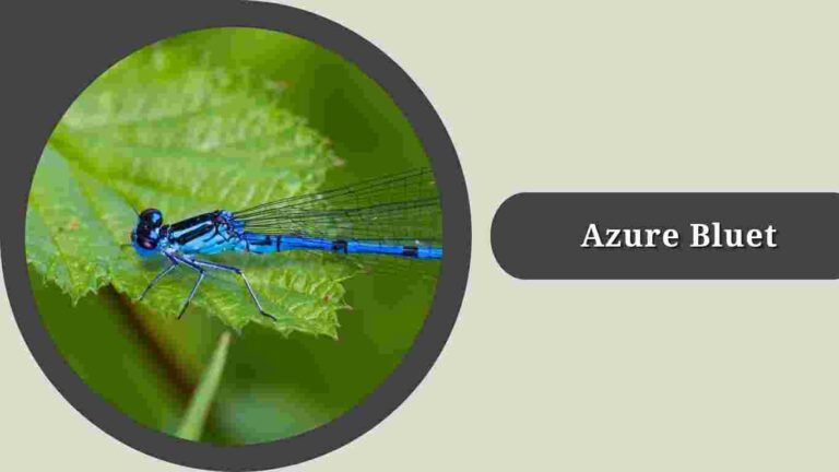 10 Types of Bluet Damselfly's: Species Identification & Pictures