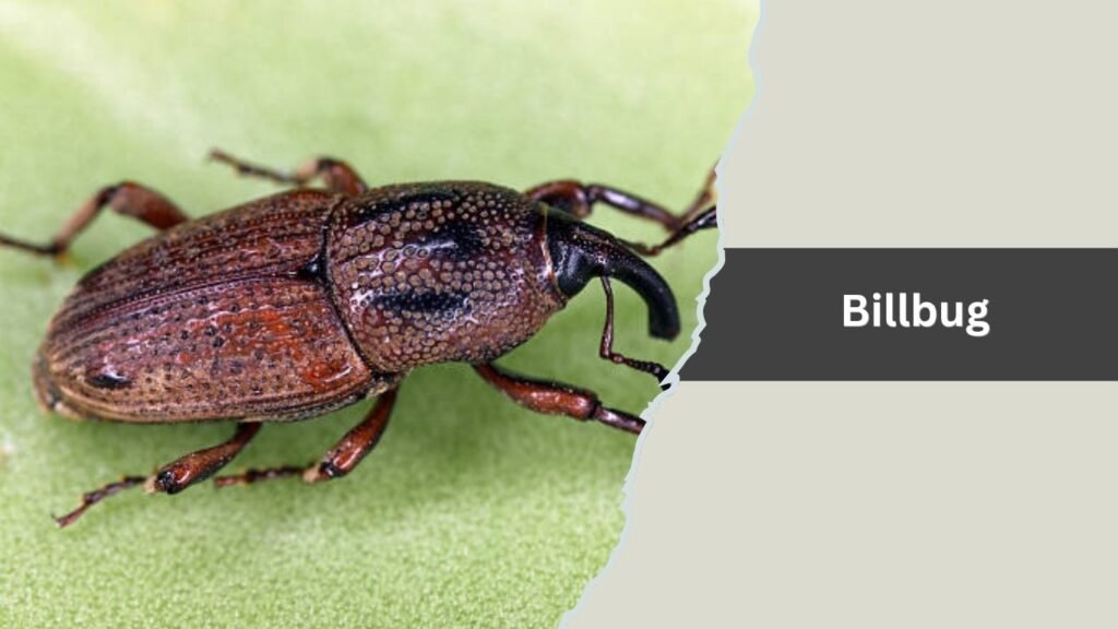 Billbug