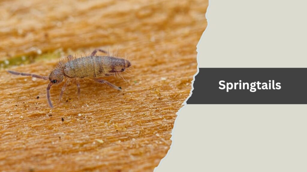  Springtails