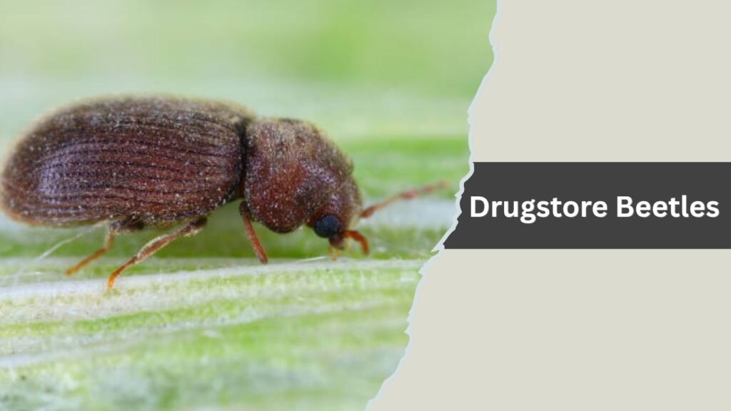 Drugstore Beetles