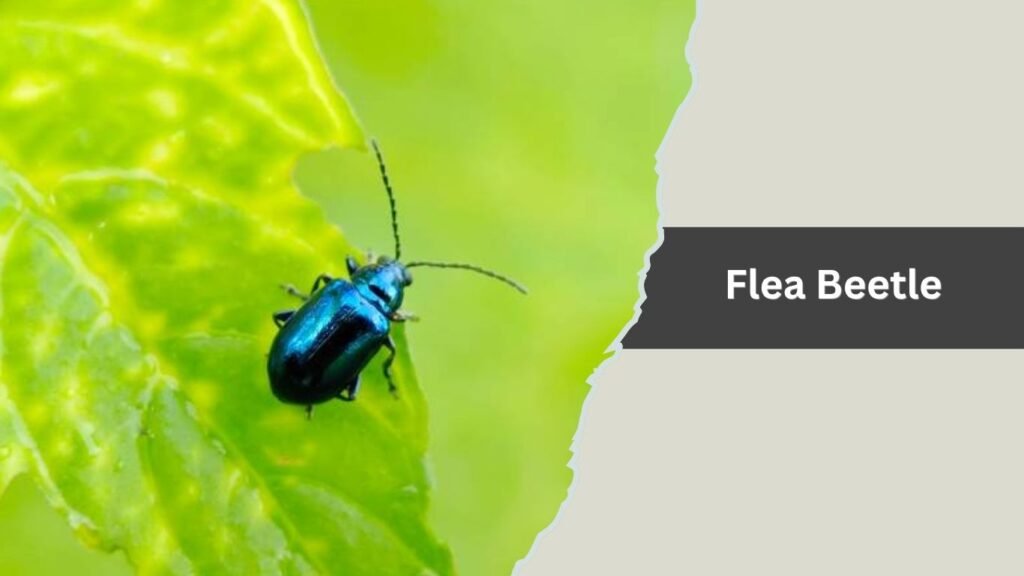  Flea Beetle