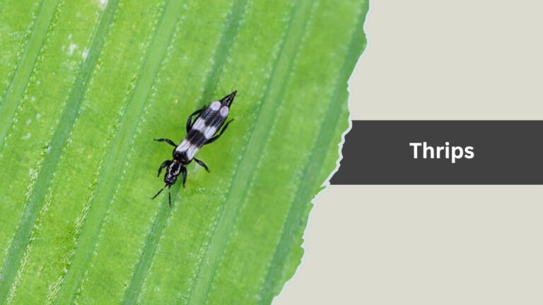 14 Types of Tiny Jumping Insects : Identification with Pictures