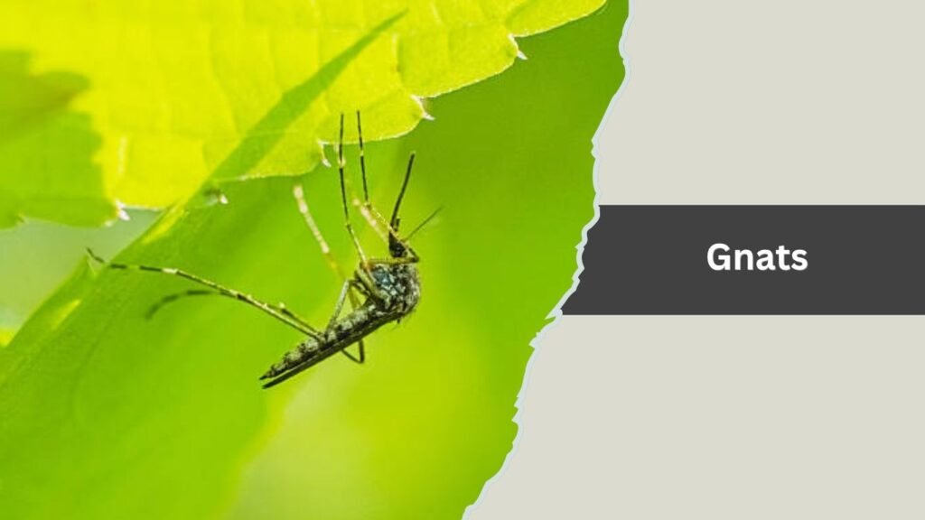  Gnats