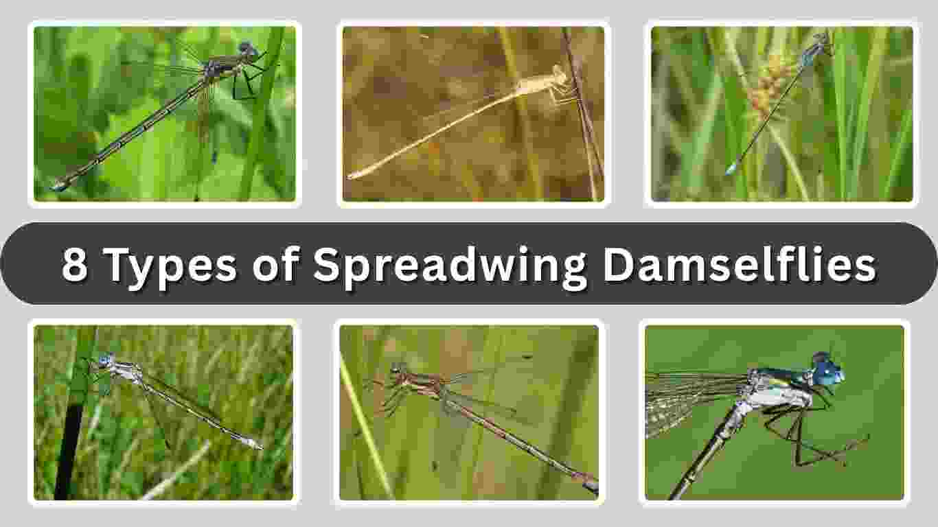 8 Types of Spreadwing Damselflies: Species Identification & Pictures