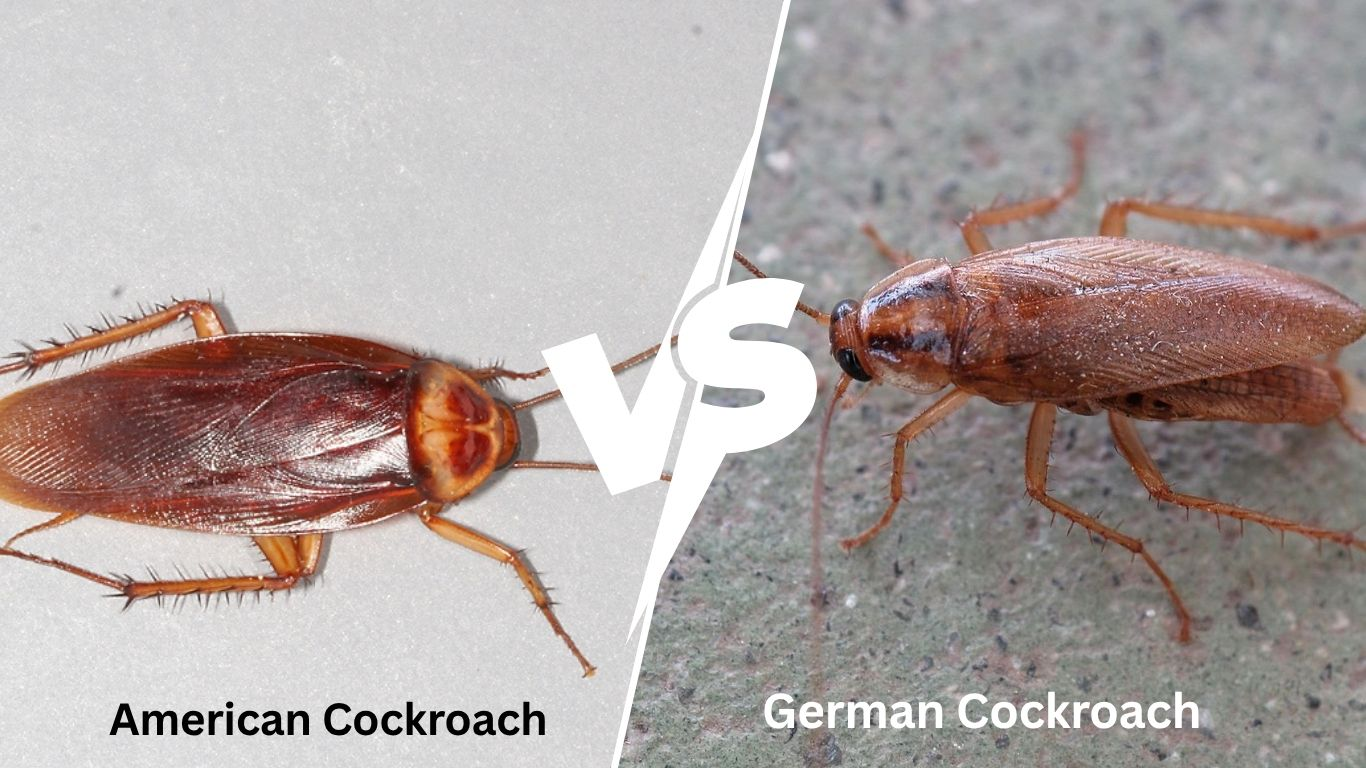 German Cockroach vs American Cockroach: 7 Key Differences