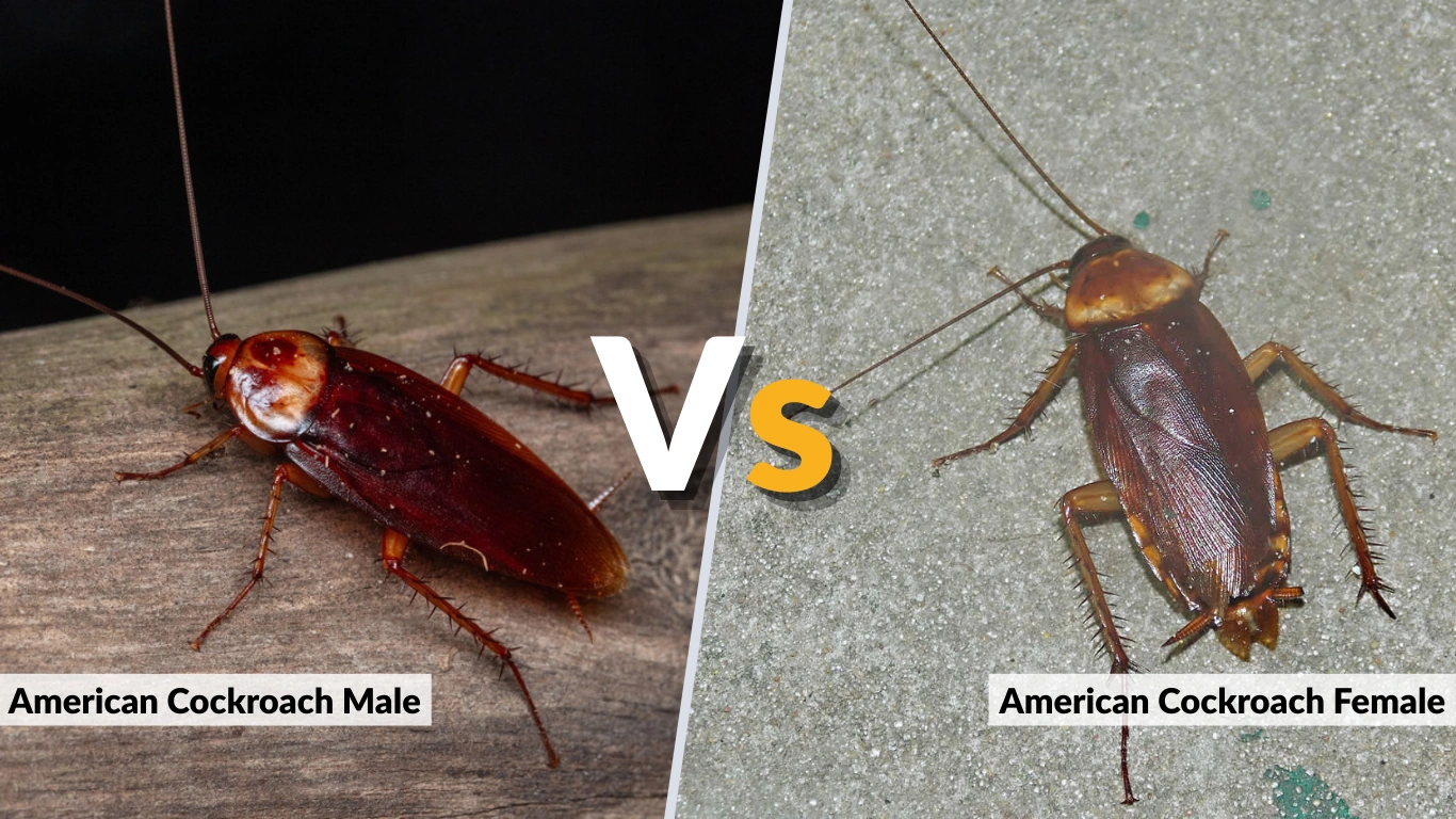 American Cockroach Male vs Female: Identification & Lifespan