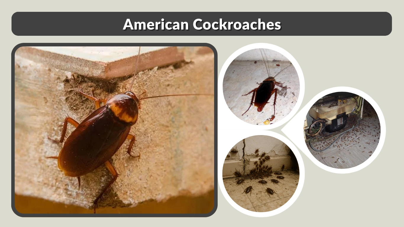 American Cockroaches: Identification, Risks & Removal Guide