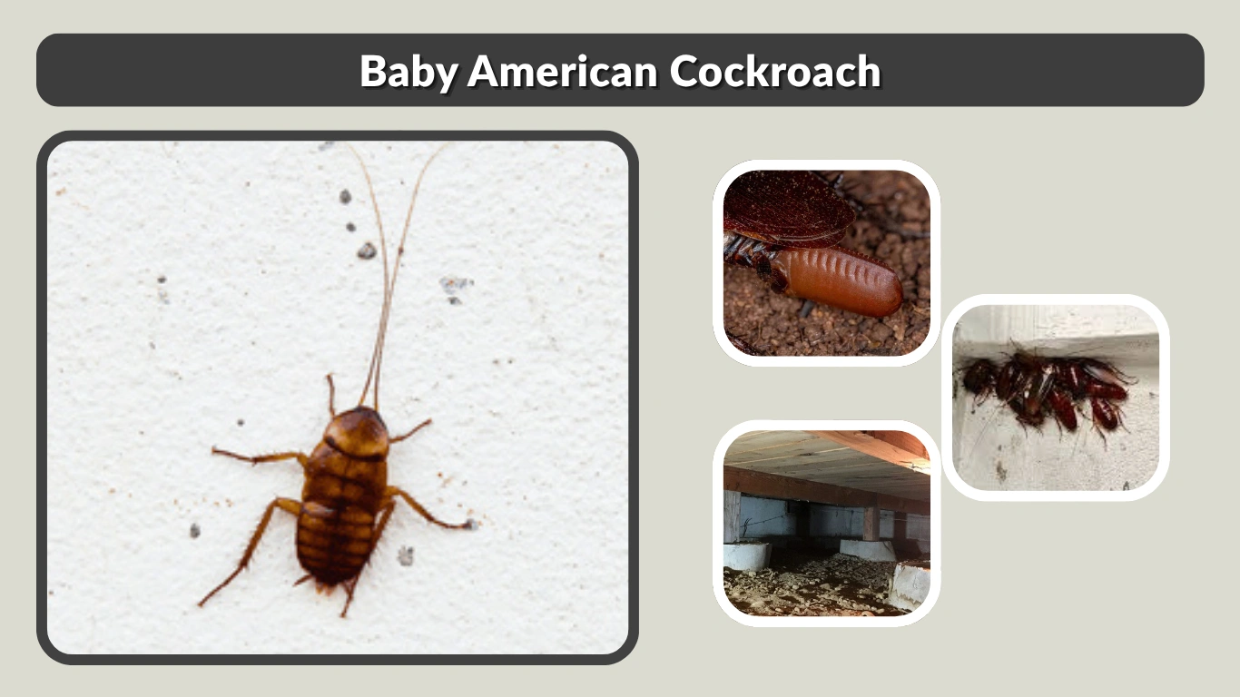 Baby American Cockroach: Identification, Size, and Characteristics