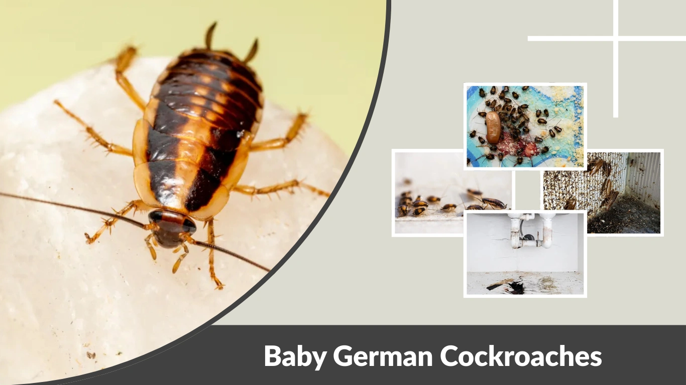 Baby German Cockroaches: Identification, Size & Early Infestation Signs
