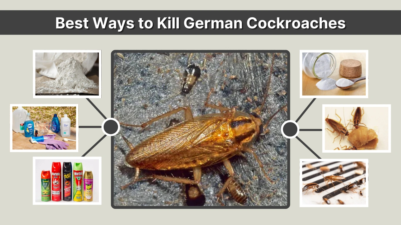Best Ways to Kill German Cockroaches Fast and Naturally