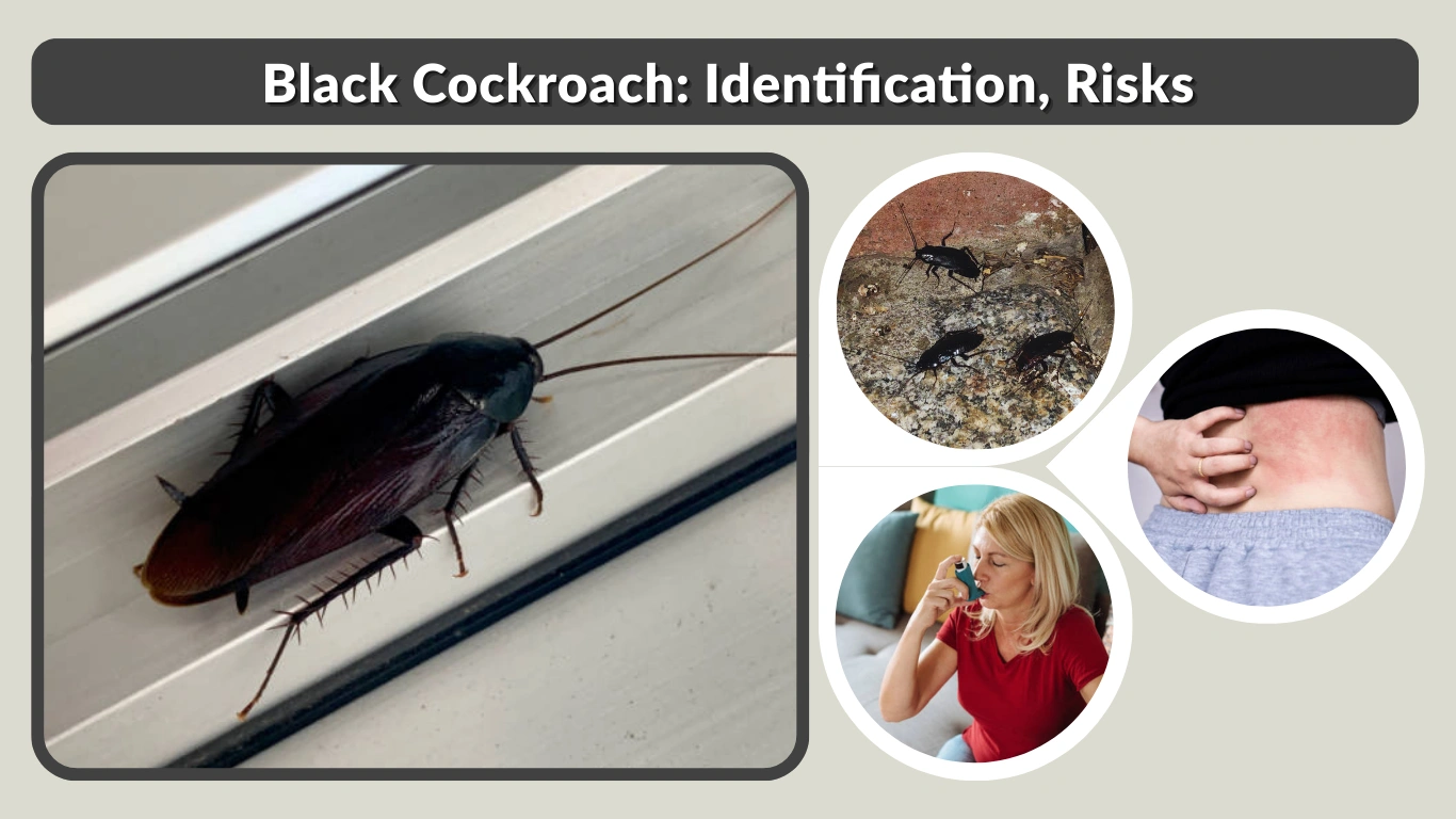 Black Cockroach: Identification, Risks, and How to Get Rid of It