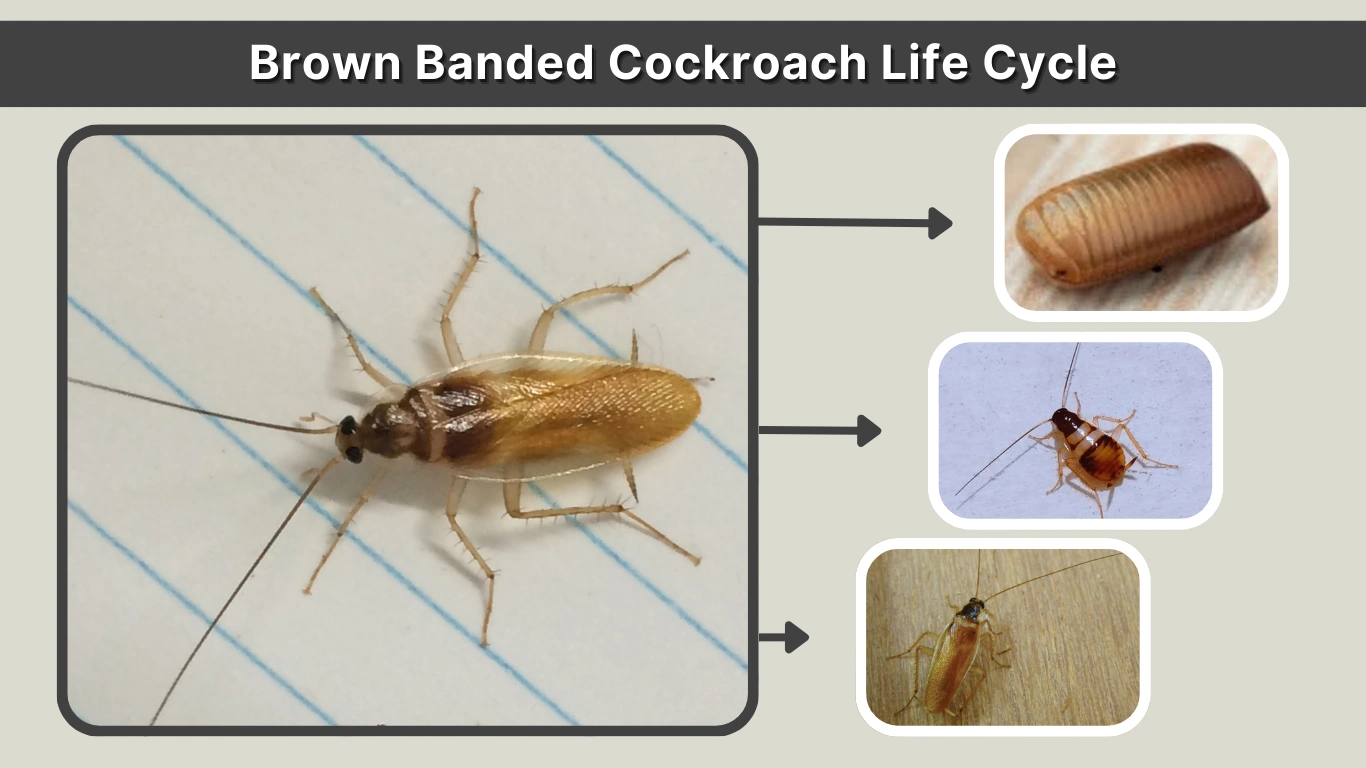 Brown Banded Cockroach Life Cycle: Stages, Timeline & Reproduction