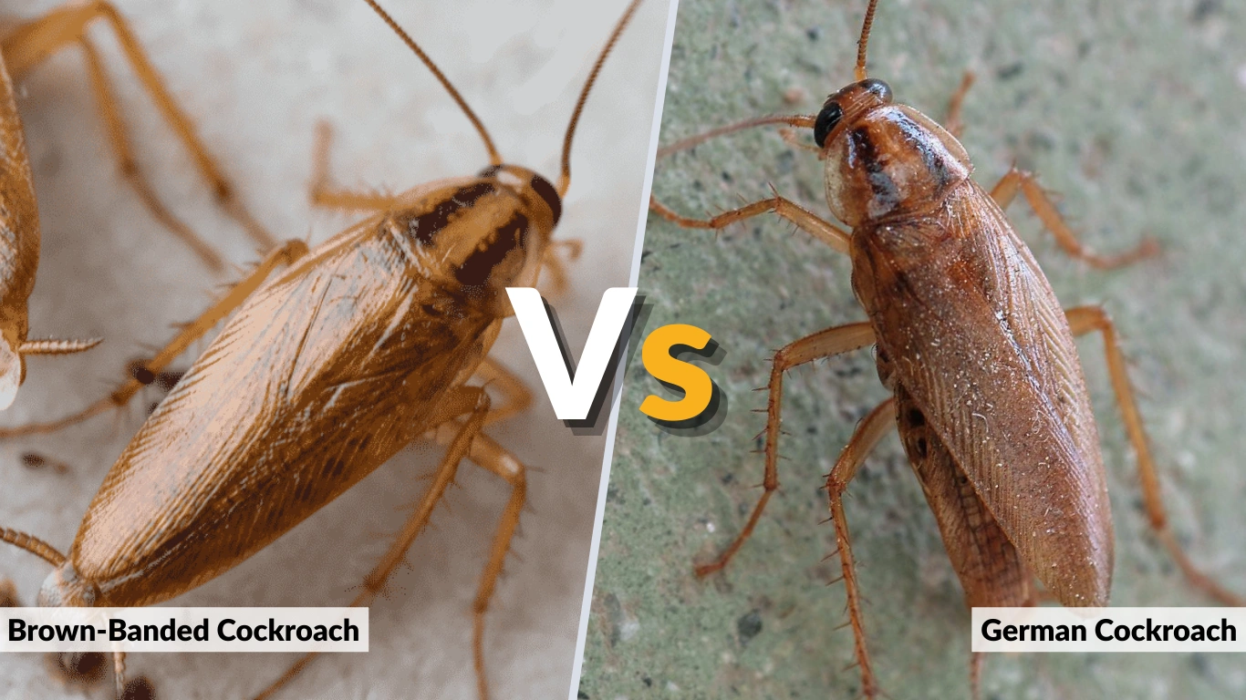Brown-Banded Cockroach vs German Cockroach: Key Differences 