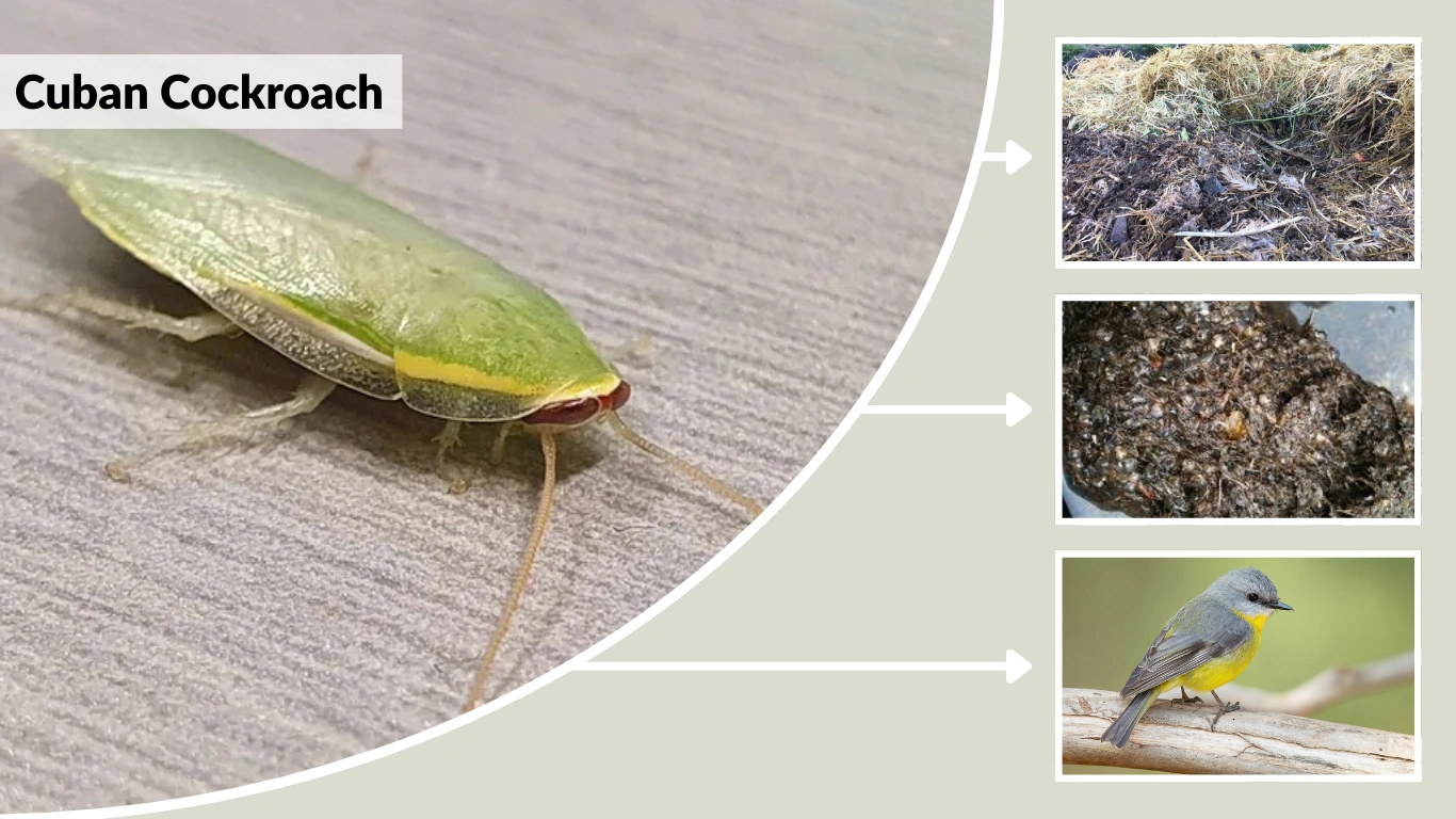 Cuban Cockroach: Appearance, Habitat, Diet, and Behavior
