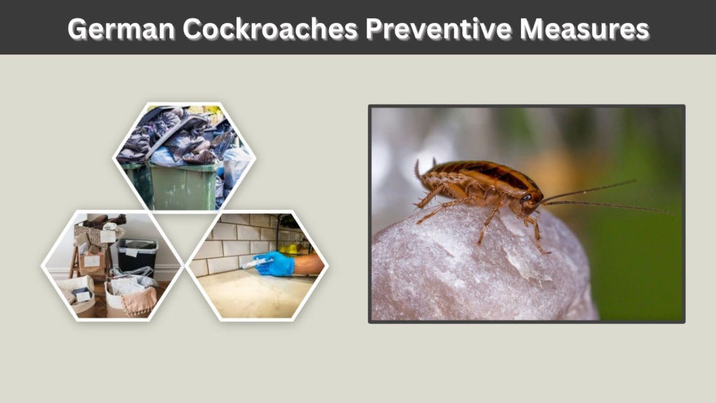 German Cockroaches Preventive Measures