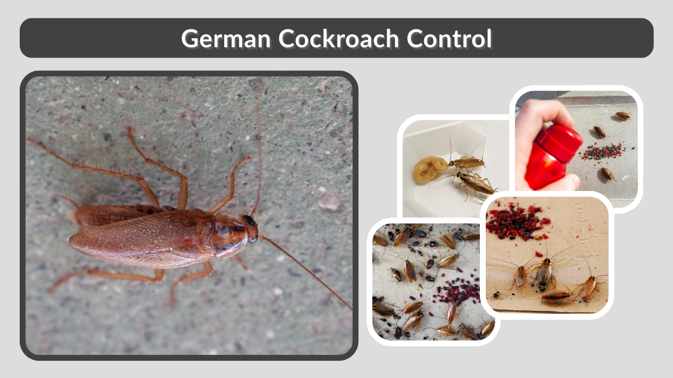 German Cockroach Control: Effective Methods to Eliminate Infestations