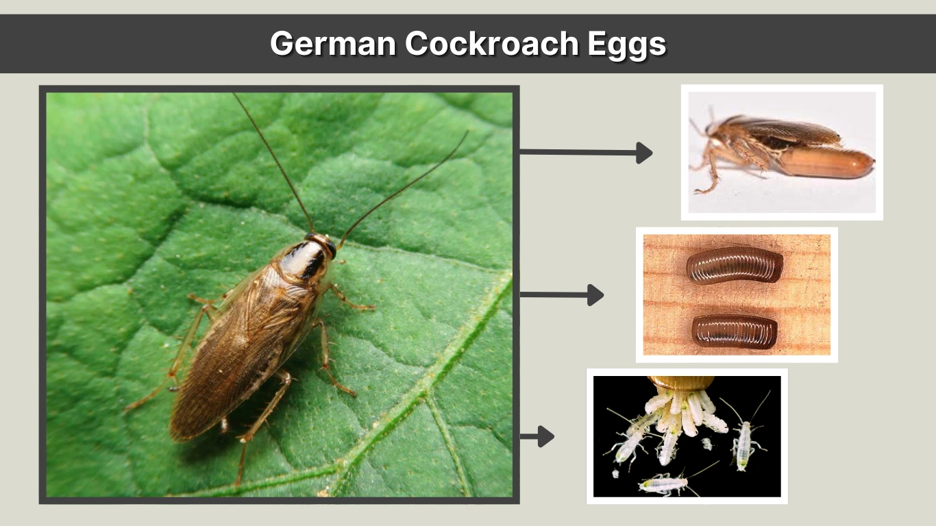 German Cockroach Eggs: Identification, Hatch Time, and Control