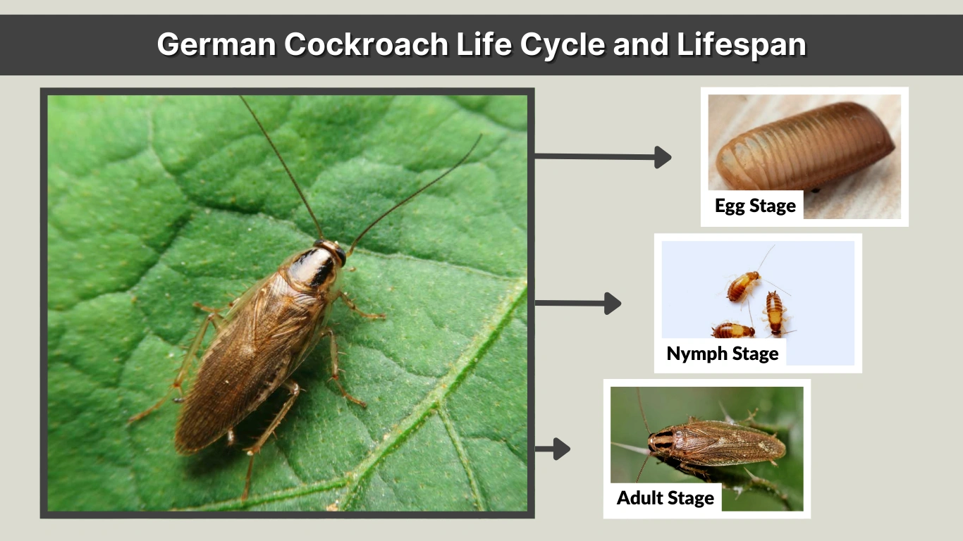 German Cockroach Life Cycle and Lifespan